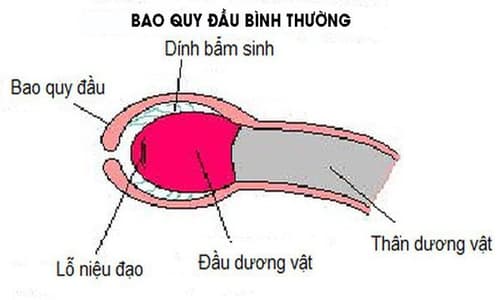 bao-quy-dau-bi-dinh-la-gi